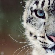 Y_34