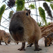 capybara.