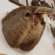 BahBahBearGoat