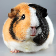 PaddyYeLaddy's Avatar