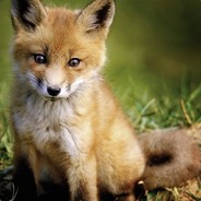 MajFox112