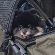 Ma Doge