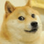 Golden Doge