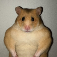 Testo Hamster avatar