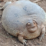 Incredibly Obese Frog