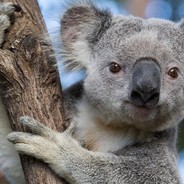 KOALA