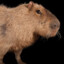 CaPyBaRa