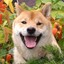 Shiba Inu San ☽