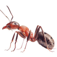 Bug