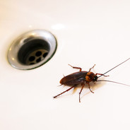 Bathtub Roach