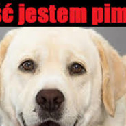 Pimpek