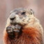Marmotte Confuse