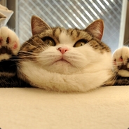 PRETTY KITTY