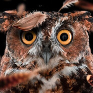 Mr. Owl
