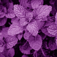PurpleMint