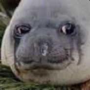 Crying Seal avatar