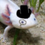 Mr_Axolotl