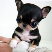 chihuahua de compet (Rosans)