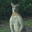 Kangaroo