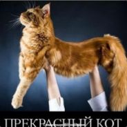 KOT