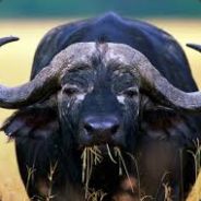 The Great Buffalo (E avatar