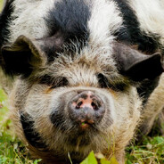 Schwein