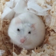Anennk