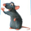 a rat's avatar
