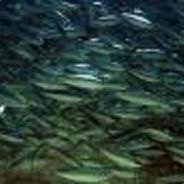 Sardinha! - steam id 76561197962047620