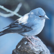 Canary
