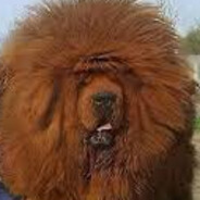 big dog