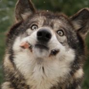 Wilczkowaty's Avatar