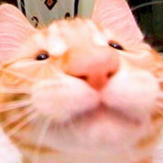 kitek