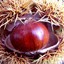 Chestnut