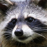 Raccoon