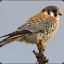 Kestrel