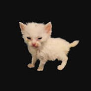 El Gato Víctor