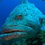 GROUPER