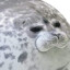 Blob seal