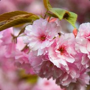 Senbonzakura (140icq)