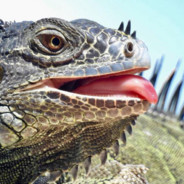 VileIguana