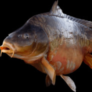 Ryba564