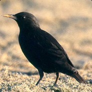 Pardal Negro