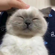 猛1口口一
