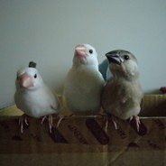 負六負五富士山's Avatar