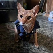 Field Medic
