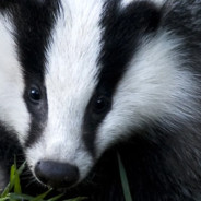 8572_Days_Later's Avatar