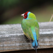Birbman
