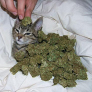 St0nedCat