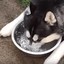 The hungry husky